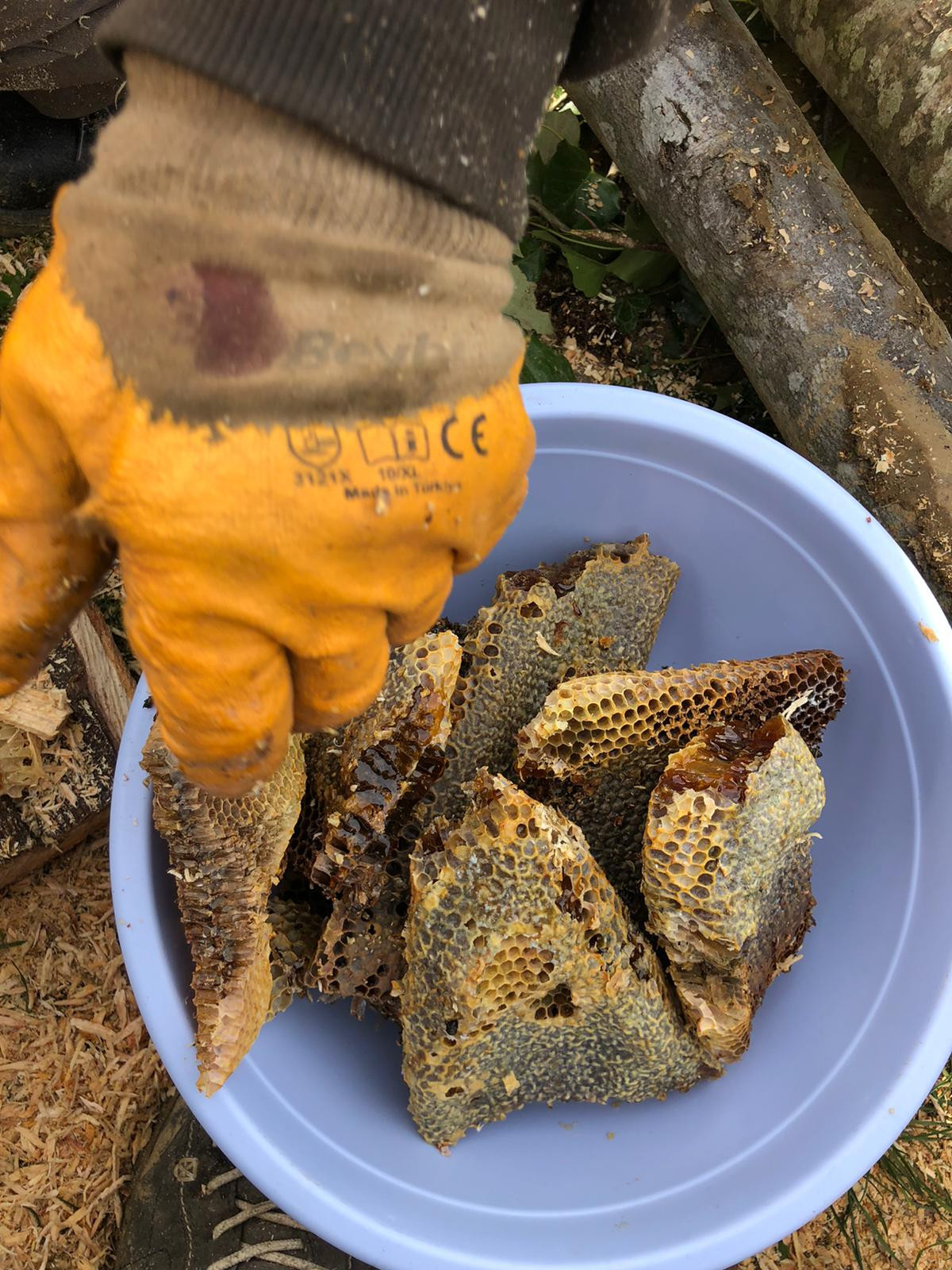 Sakarya'da çürük ağacı kesince tam ortasında buldu. Belgeselde gördüklerini kendisi yaşadı - Resim : 3