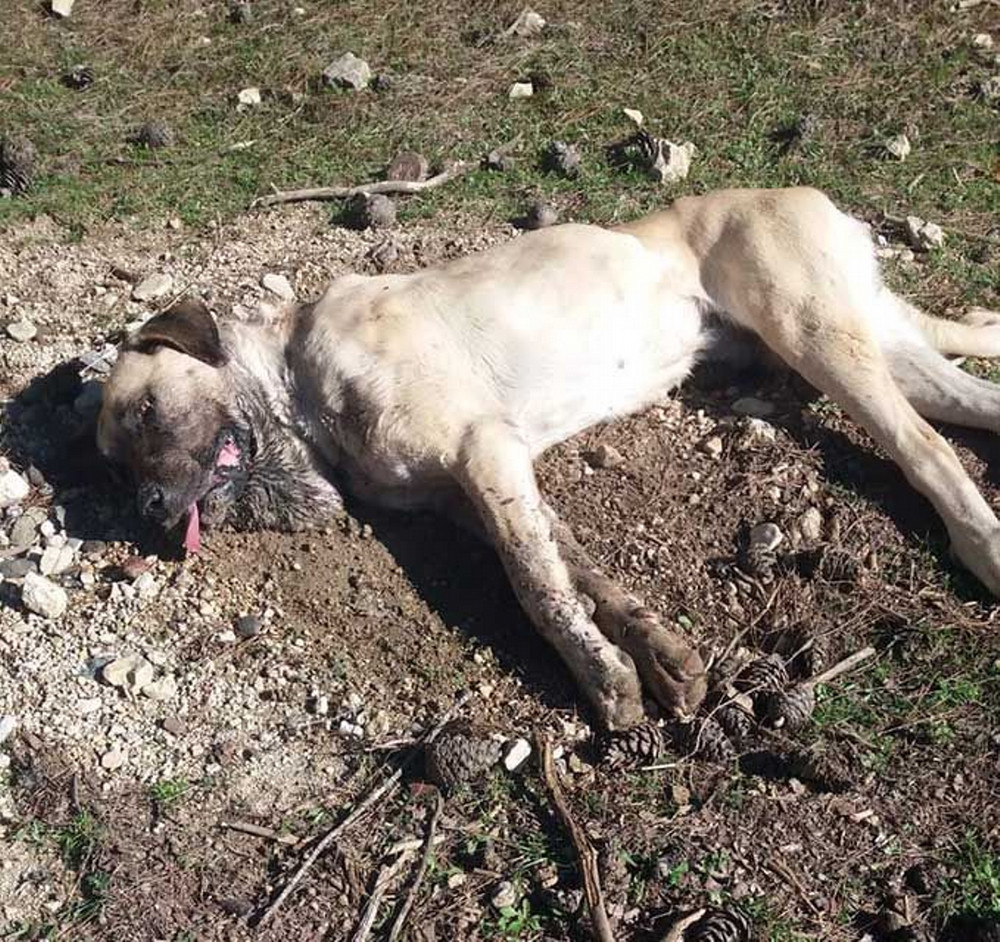 Sakarya'da 8 çoban köpeği can çekişe çekişe öldü. İsyan eden çoban soluğu savcılıkta aldı - Resim : 2