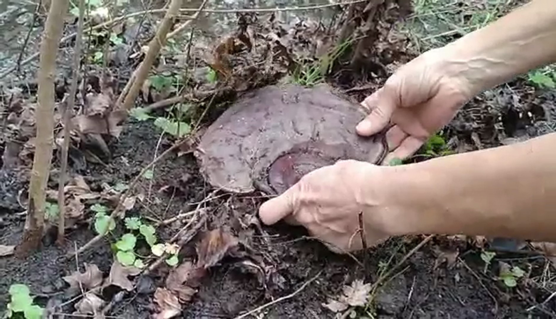 Doğa yürüyüşü yaparken şans eseri buldu. İmparatorların ölümsüzlük iksiri - Resim : 3