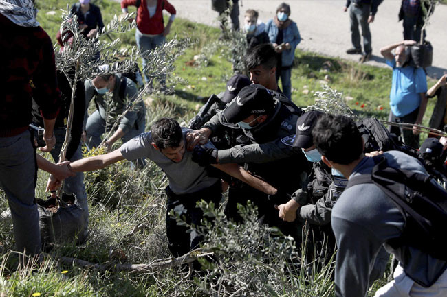 Ağaç diken Filistinlilere müdahale - Resim : 2