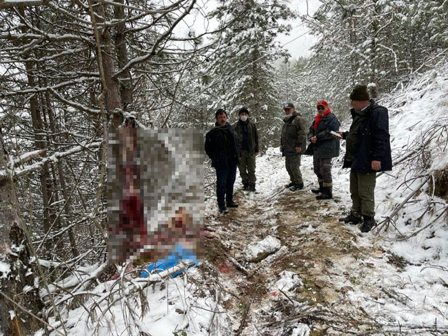 Hamile karacaya bunu yaptılar. Anne karnında birbirlerine sarılacak can verdiler - Resim : 3