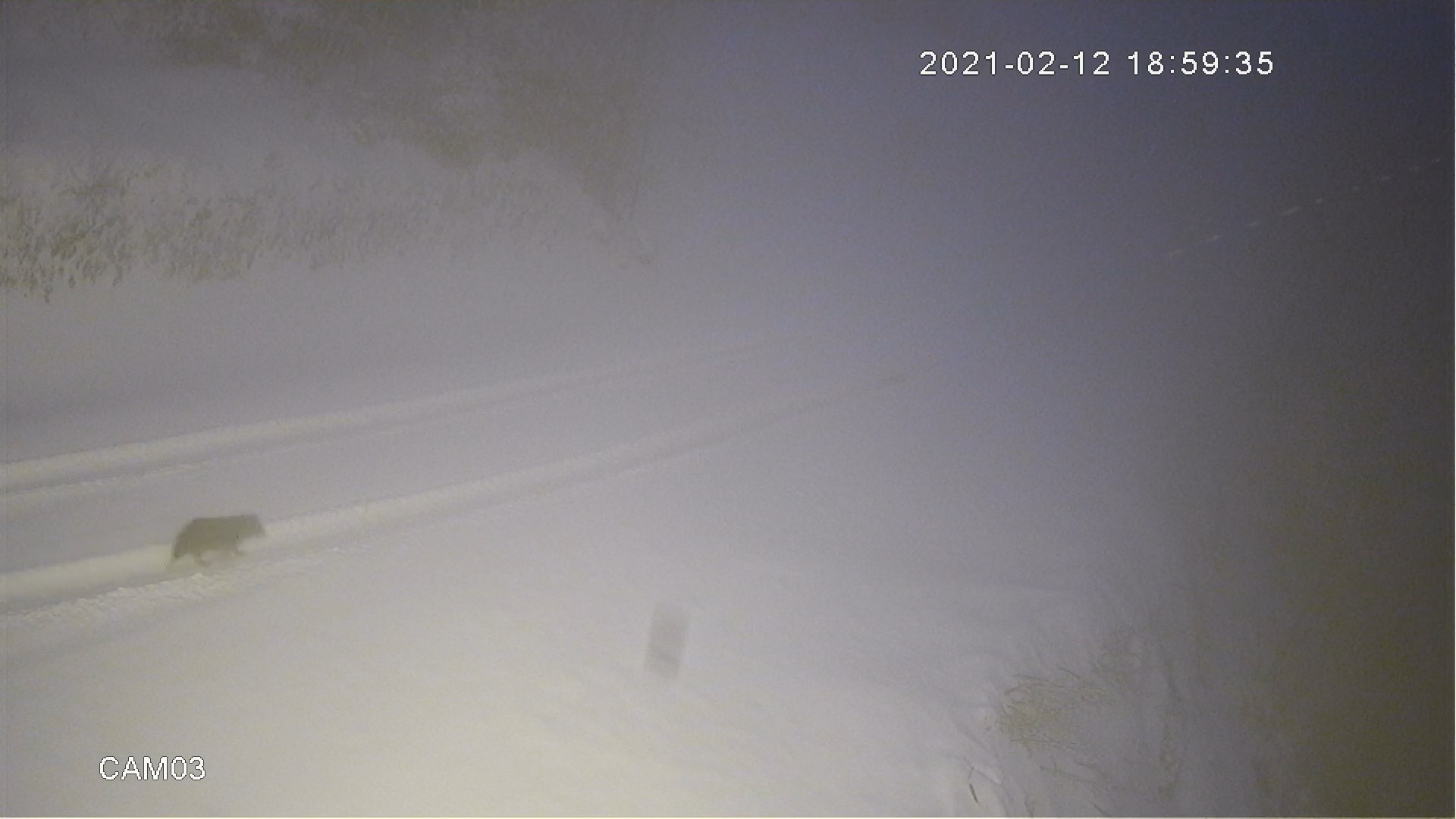 Sakarya’da aç kalan kurtlar yaylaya indi - Resim : 2