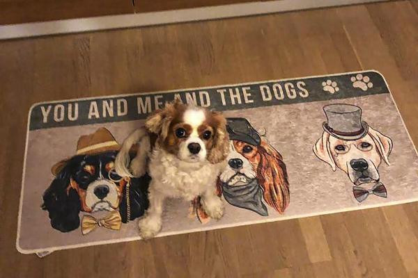 Bilim Kurulu üyesi Naim Deniz Ayaz: Aşı olmasa bile hayvanlarda PCR testi istenilebilir - Resim : 4