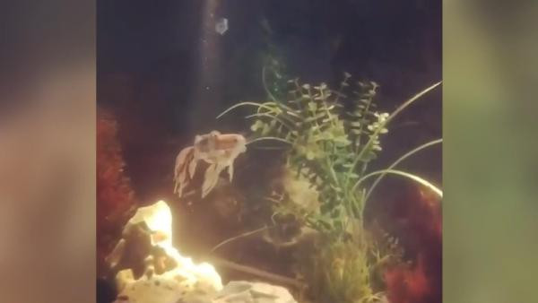 İmkansızı başardı! Can yeleği takıp yüzmesi imkansız olan balığı yüzdürdü - Resim : 3