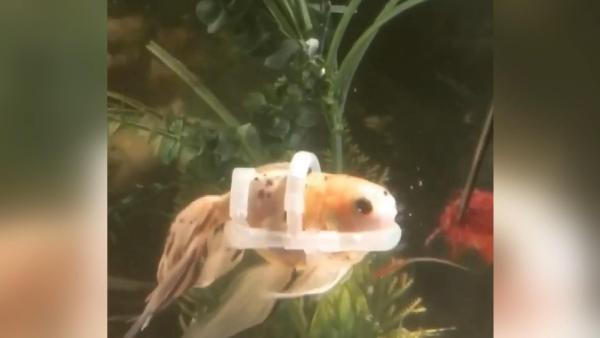 İmkansızı başardı! Can yeleği takıp yüzmesi imkansız olan balığı yüzdürdü - Resim : 2