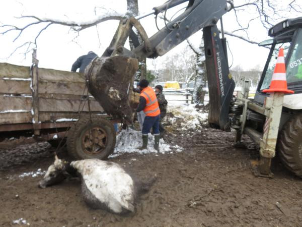 Enkaz altında onlarcası öldü. Karın ağırlığını kaldıramadı yerle bir oldu - Resim : 1