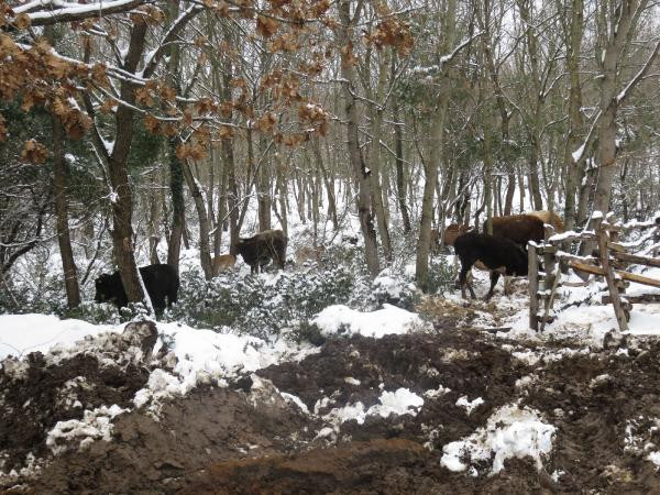 Enkaz altında onlarcası öldü. Karın ağırlığını kaldıramadı yerle bir oldu - Resim : 2