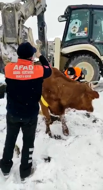 Aksaray'da inek kurtarma operasyonu - Resim : 4