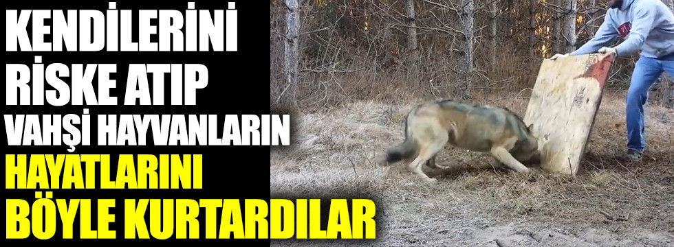 Kendi hayatlarını riske atıp vahşi canlıların hayatlarını böyle kurtardılar - Resim : 1