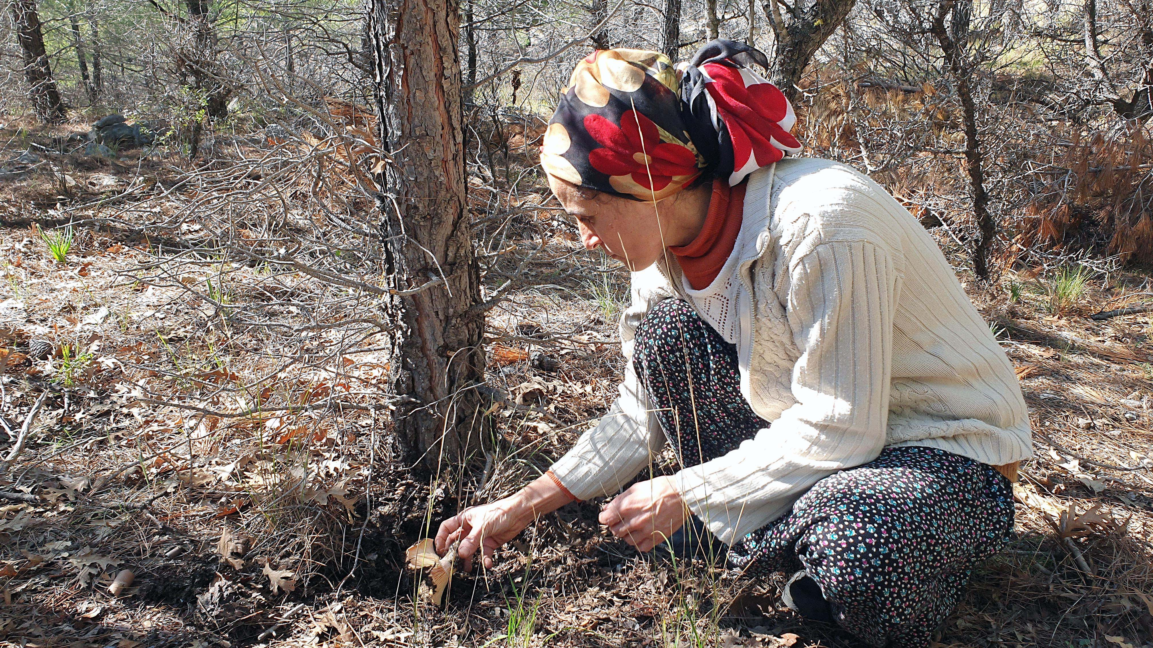 Mersin'de ormandan topluyorlar kilosunu 40 TL'den kapışılıyor. Yağmur bitince akın ediyorlar - Resim : 3