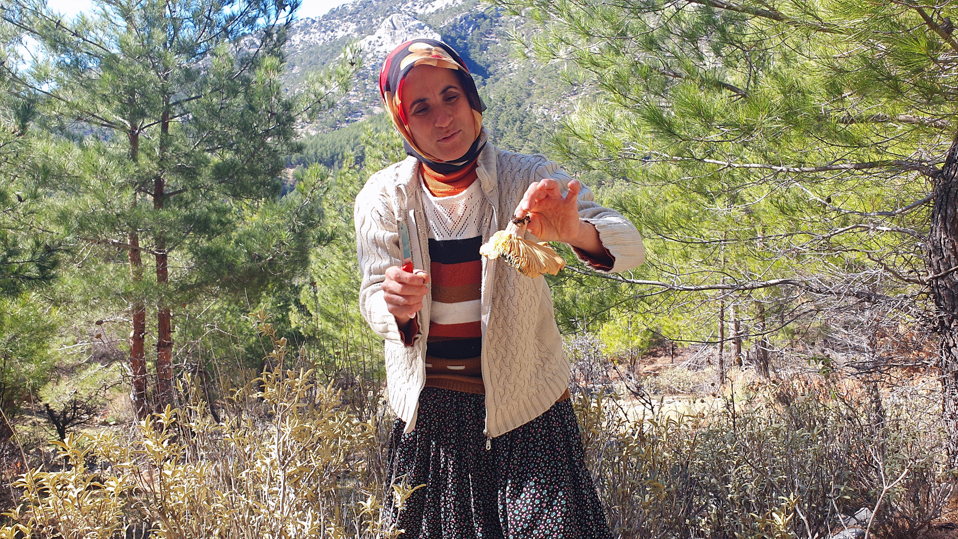 Mersin'de ormandan topluyorlar kilosunu 40 TL'den kapışılıyor. Yağmur bitince akın ediyorlar - Resim : 6