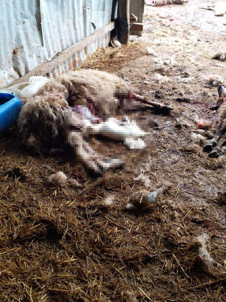 Düzce’de koyunlarının halini gören çobanın dünyası başına yıkıldı - Resim : 4