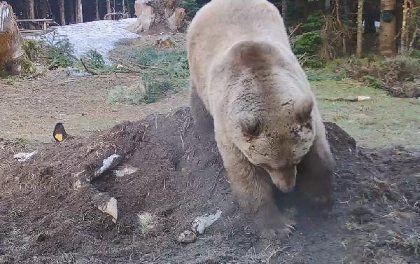 İnekle karnını doyuran ayının yaptıkları fotokapana yakalandı - Resim : 1