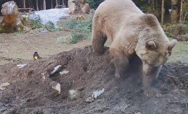 İnekle karnını doyuran ayının yaptıkları fotokapana yakalandı - Resim : 3