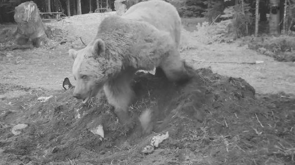 İnekle karnını doyuran ayının yaptıkları fotokapana yakalandı - Resim : 4