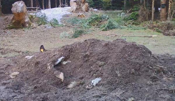 İnekle karnını doyuran ayının yaptıkları fotokapana yakalandı - Resim : 5