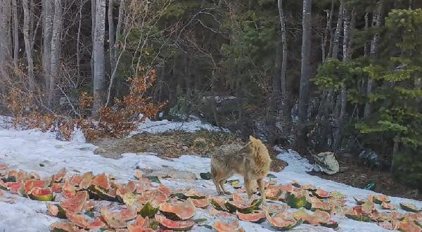 İnekle karnını doyuran ayının yaptıkları fotokapana yakalandı - Resim : 6
