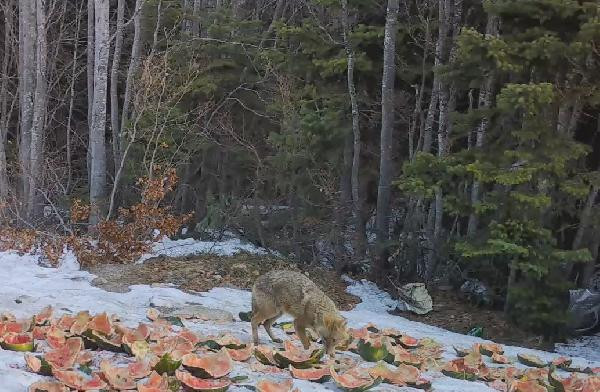 İnekle karnını doyuran ayının yaptıkları fotokapana yakalandı - Resim : 7