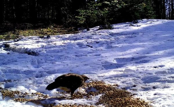 İnekle karnını doyuran ayının yaptıkları fotokapana yakalandı - Resim : 8