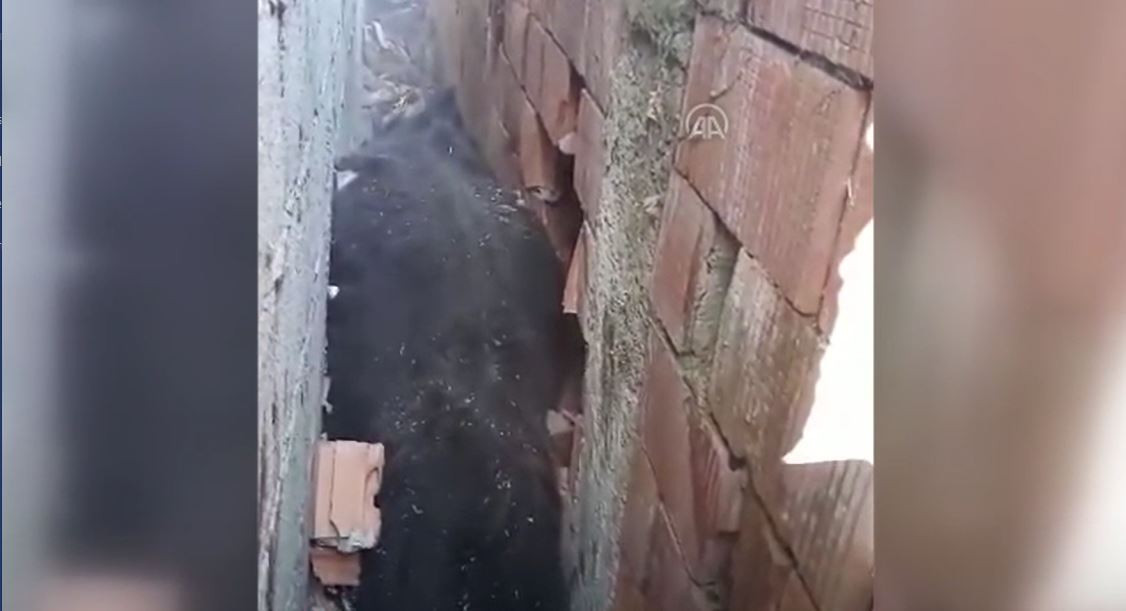 Köpekten kaçan ineğin başına gelmeyen kalmadı - Resim : 2