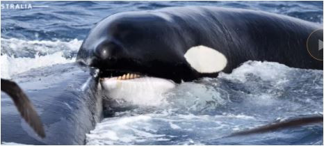 Katil balina orka dev balinaya saldırıp yüzgecini yedi. Kameraman dalgıç dondu kaldı - Resim : 1