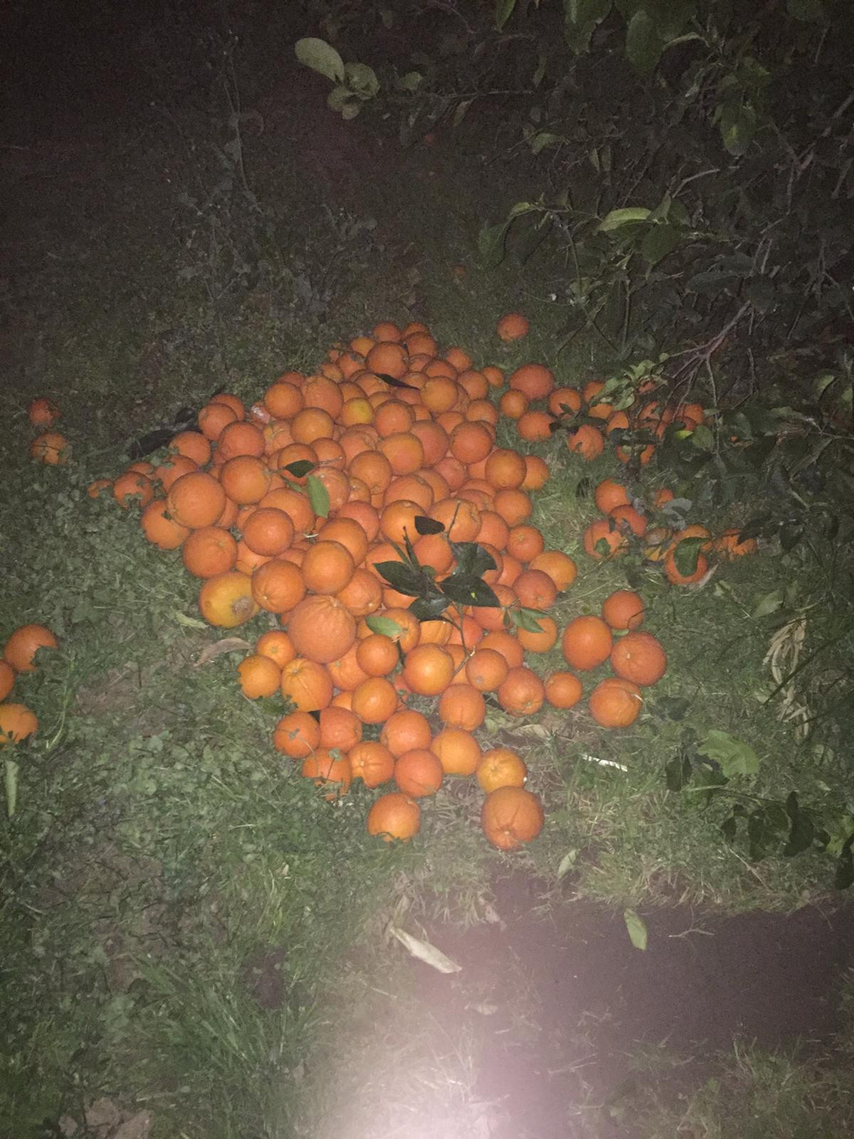 5 ton portakal hırsızlığı - Resim : 1