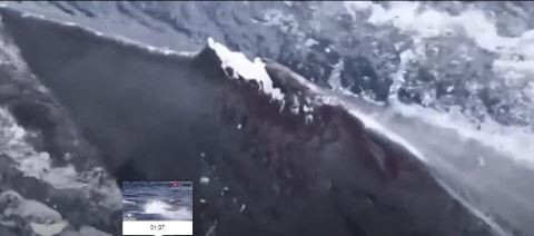 Katil balina orka dev balinaya saldırıp yüzgecini yedi. Kameraman dalgıç dondu kaldı - Resim : 2