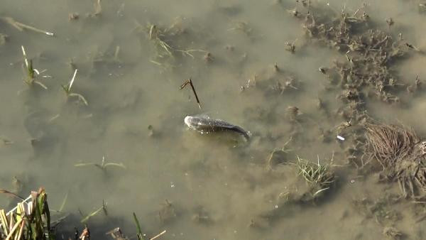 Karadeniz'de büyük tehlike - Resim : 5