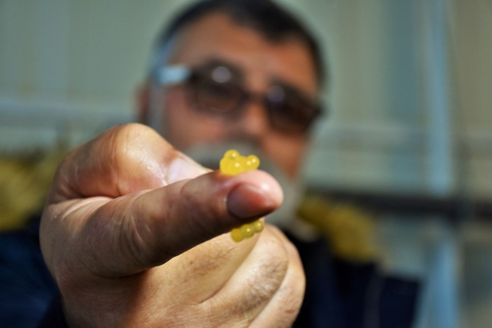 Muş’ta 45 gün bekletilip satılıyor. Servet değerinde - Resim : 3