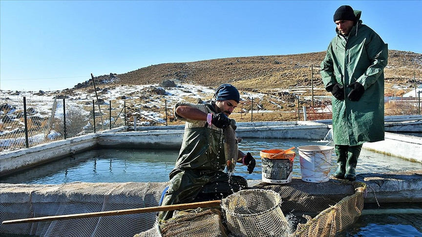 Muş’ta 45 gün bekletilip satılıyor. Servet değerinde - Resim : 5
