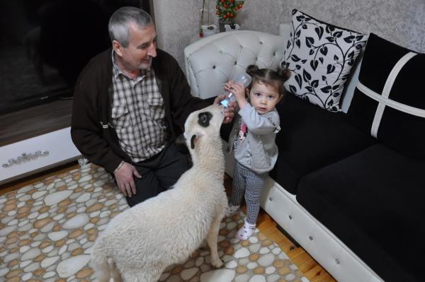 Annesinin emzirmediği kuzuyu biberonla besliyor - Resim : 1