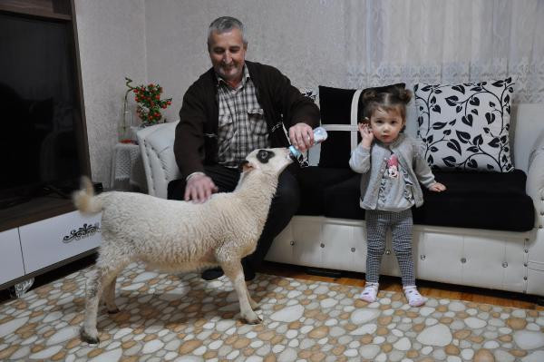 Annesinin emzirmediği kuzuyu biberonla besliyor - Resim : 3