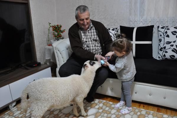 Annesinin emzirmediği kuzuyu biberonla besliyor - Resim : 4