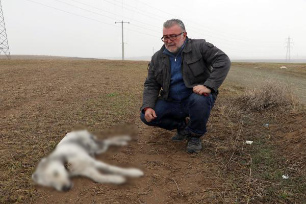 Eskişehir'de 6 aylık yavru öldürülmüş bulundu - Resim : 1
