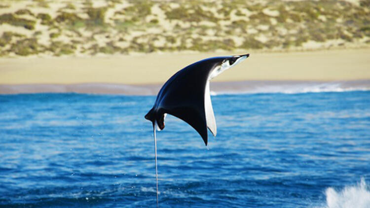 İnanılmaz olay köpek balığını sokarak öldürdü - Resim : 1