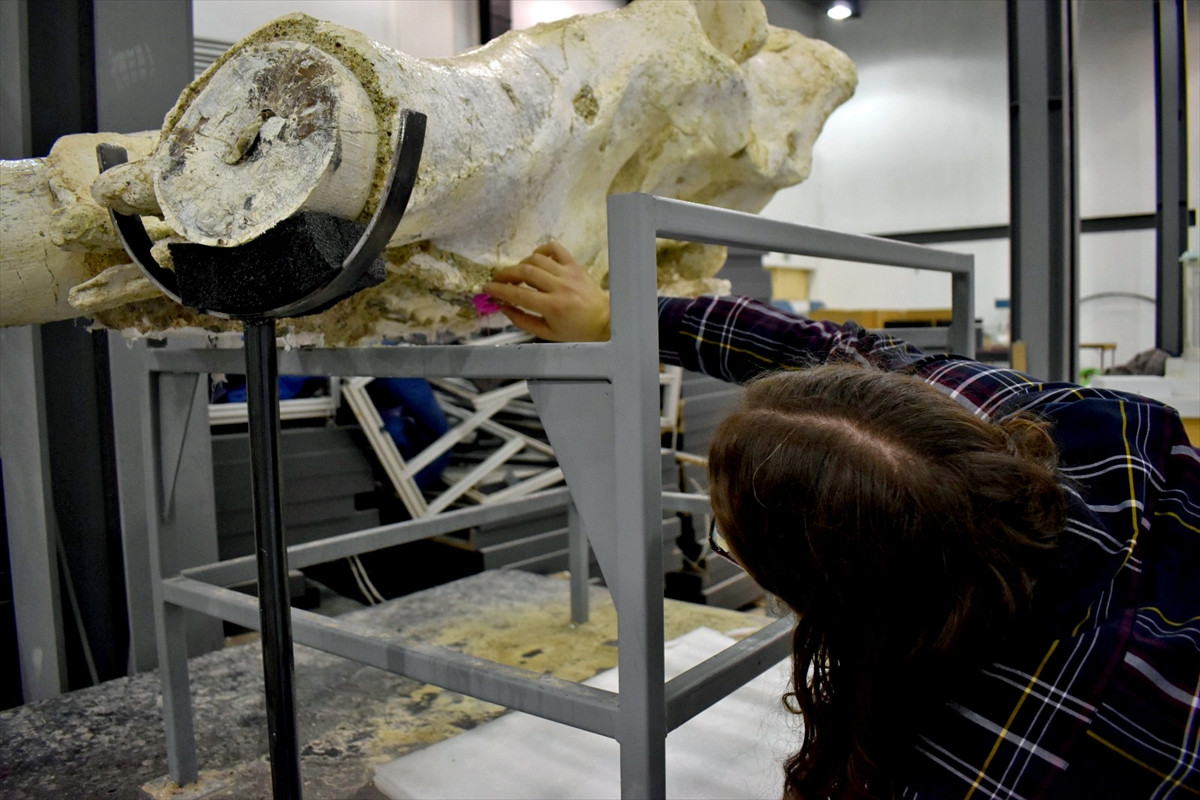 Fillerin atası Kayseri'de bulundu. Literatüre girecek. Tam 7.5 milyon yıllık - Resim : 1