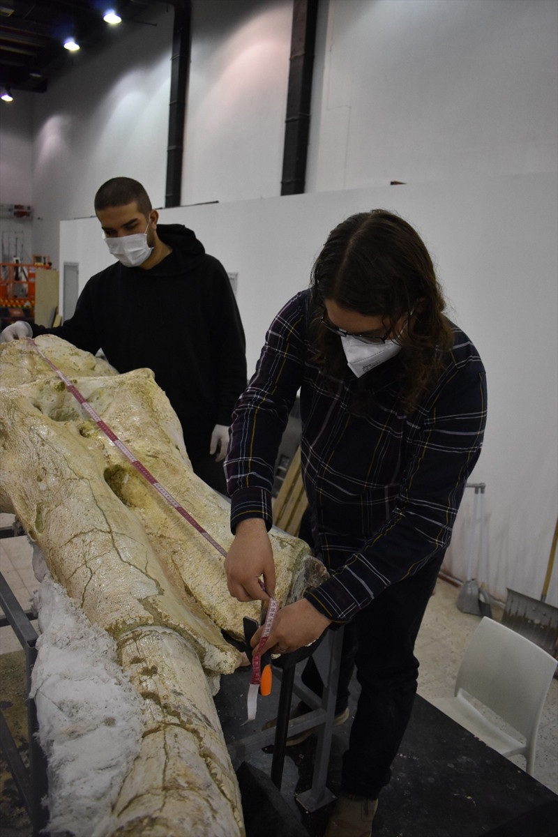 Fillerin atası Kayseri'de bulundu. Literatüre girecek. Tam 7.5 milyon yıllık - Resim : 2