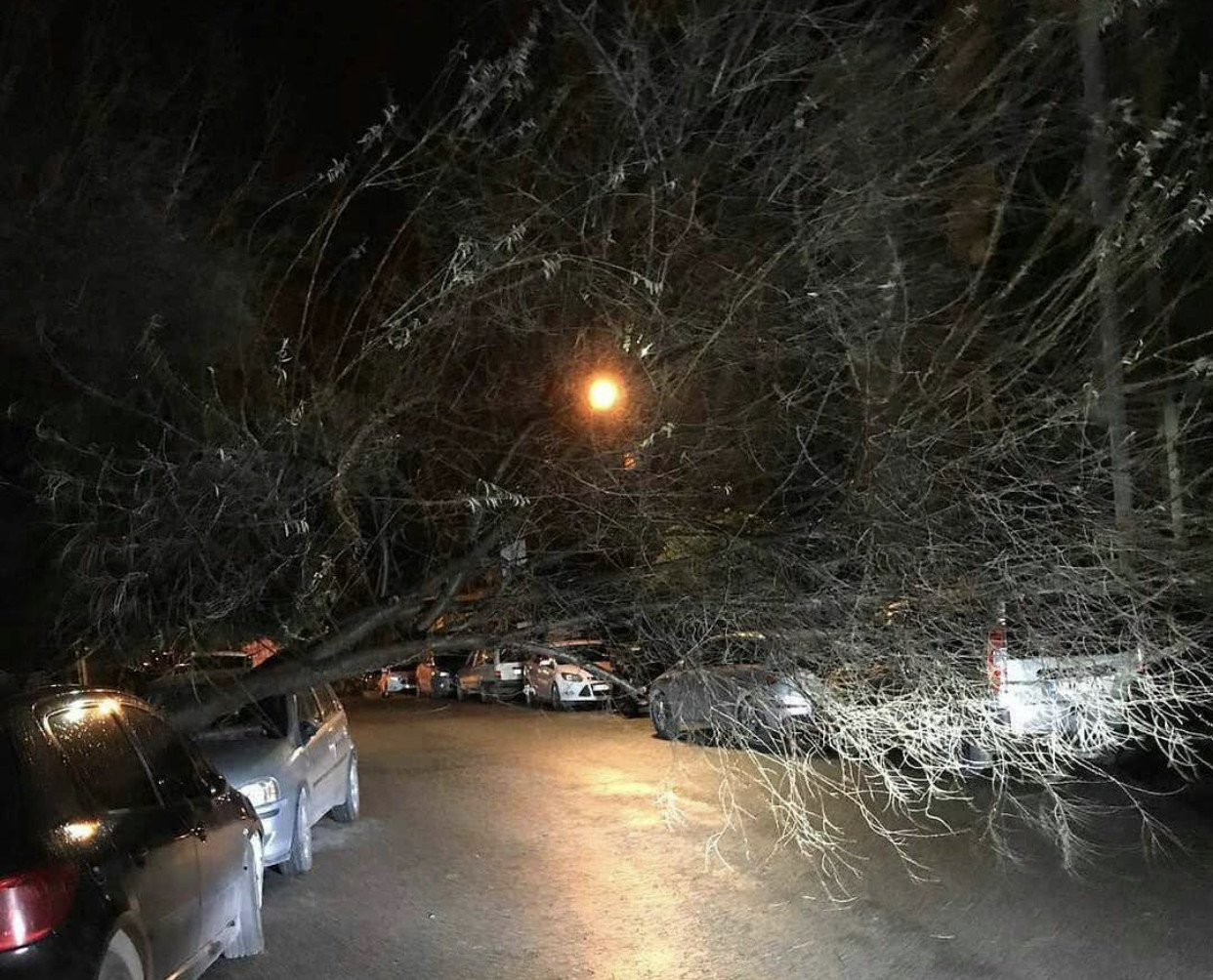 Fırtına ağaçları kökünden söktü - Resim : 1