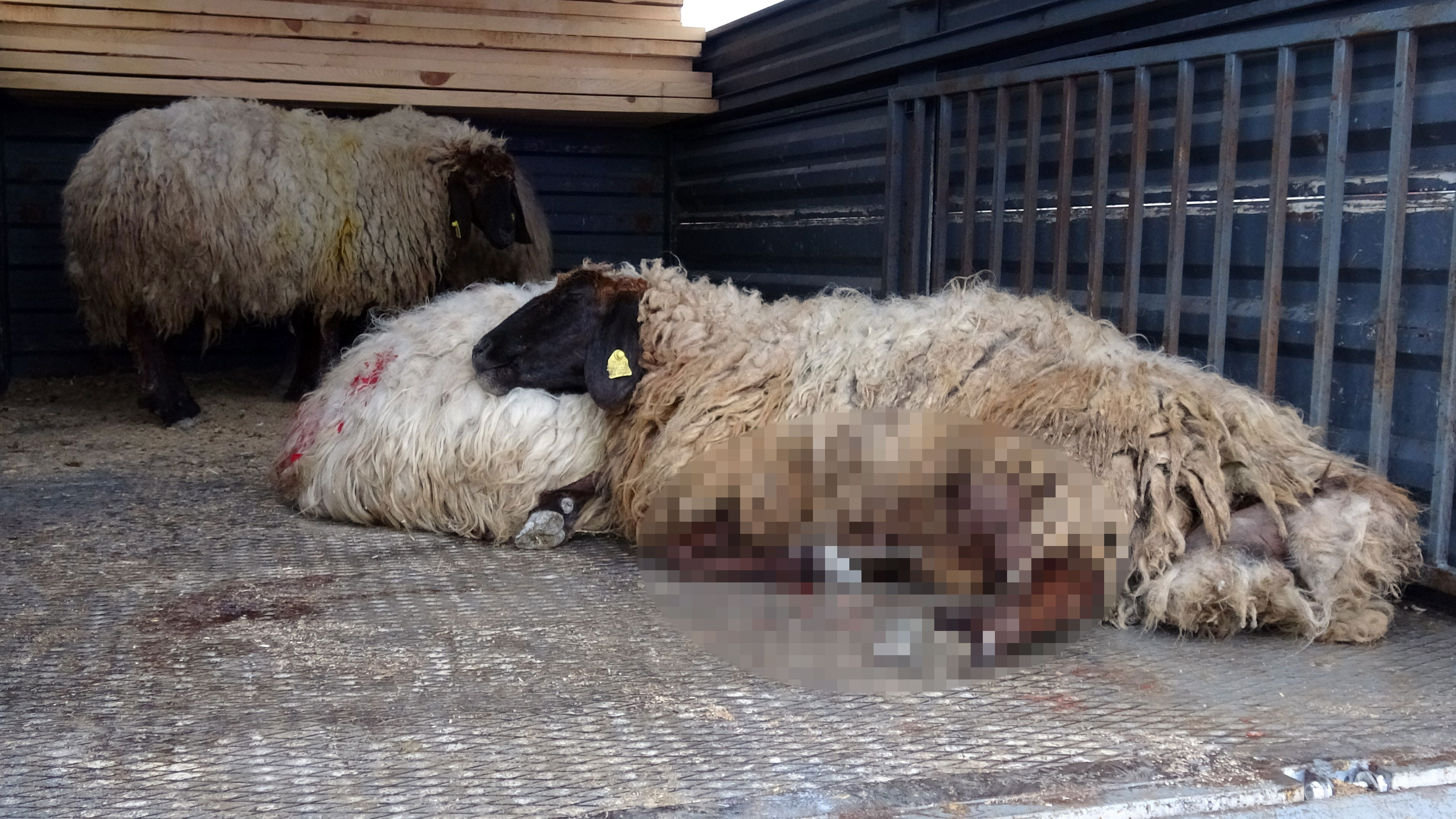 Birden titremeye başladılar ne olduğunu anlayana kadar yere yığılıp karınları patladı - Resim : 1