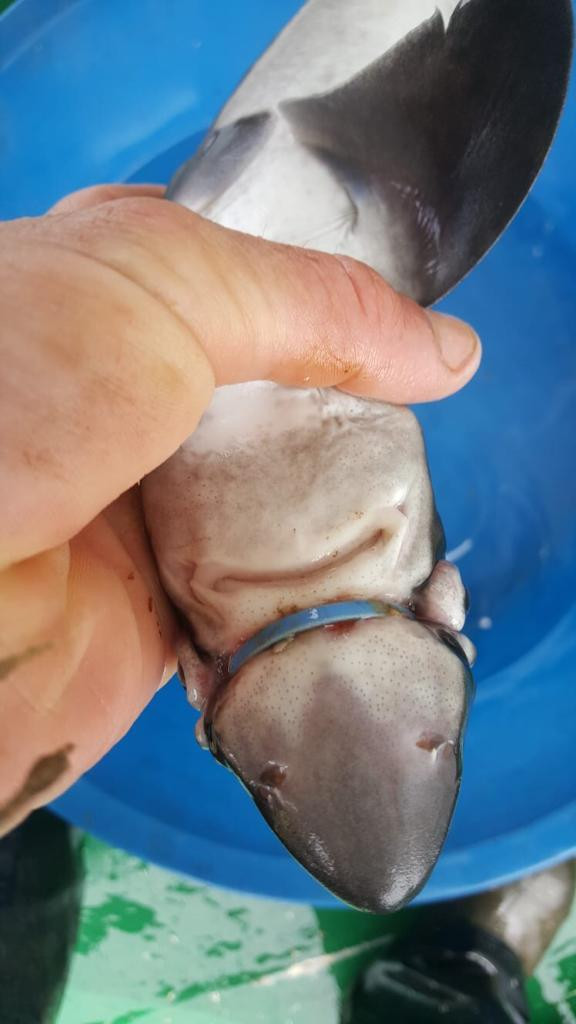 Köpek balığının imdadına balıkçı Atakan yetişti. Çevreye plastik atanlar bunu görüp utanmalısınız - Resim : 3