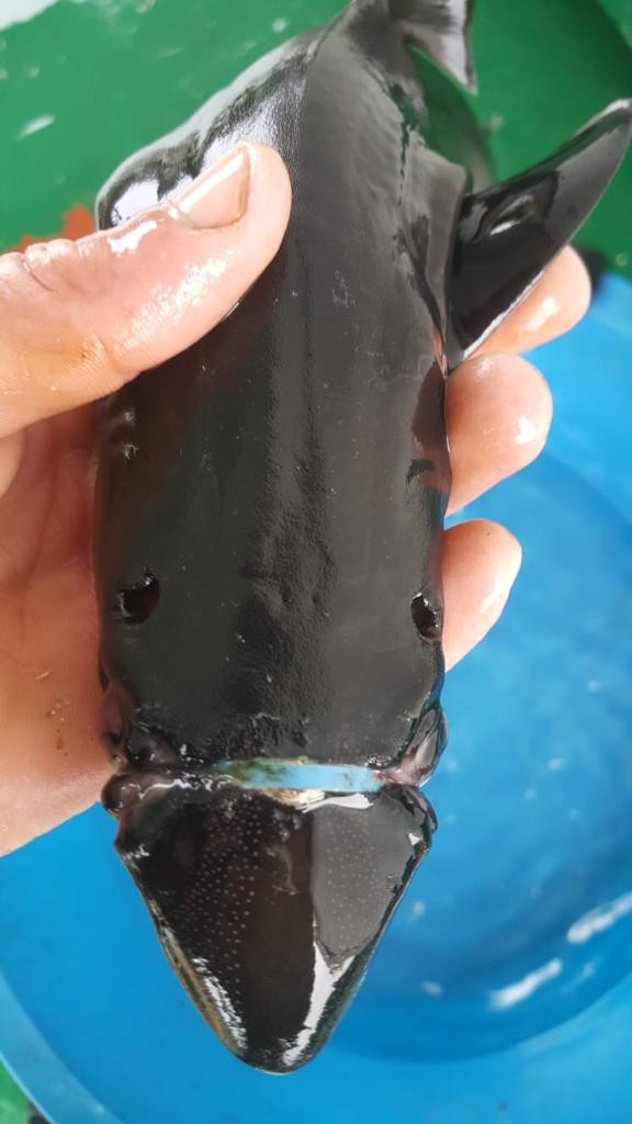 Köpek balığının imdadına balıkçı Atakan yetişti. Çevreye plastik atanlar bunu görüp utanmalısınız - Resim : 1