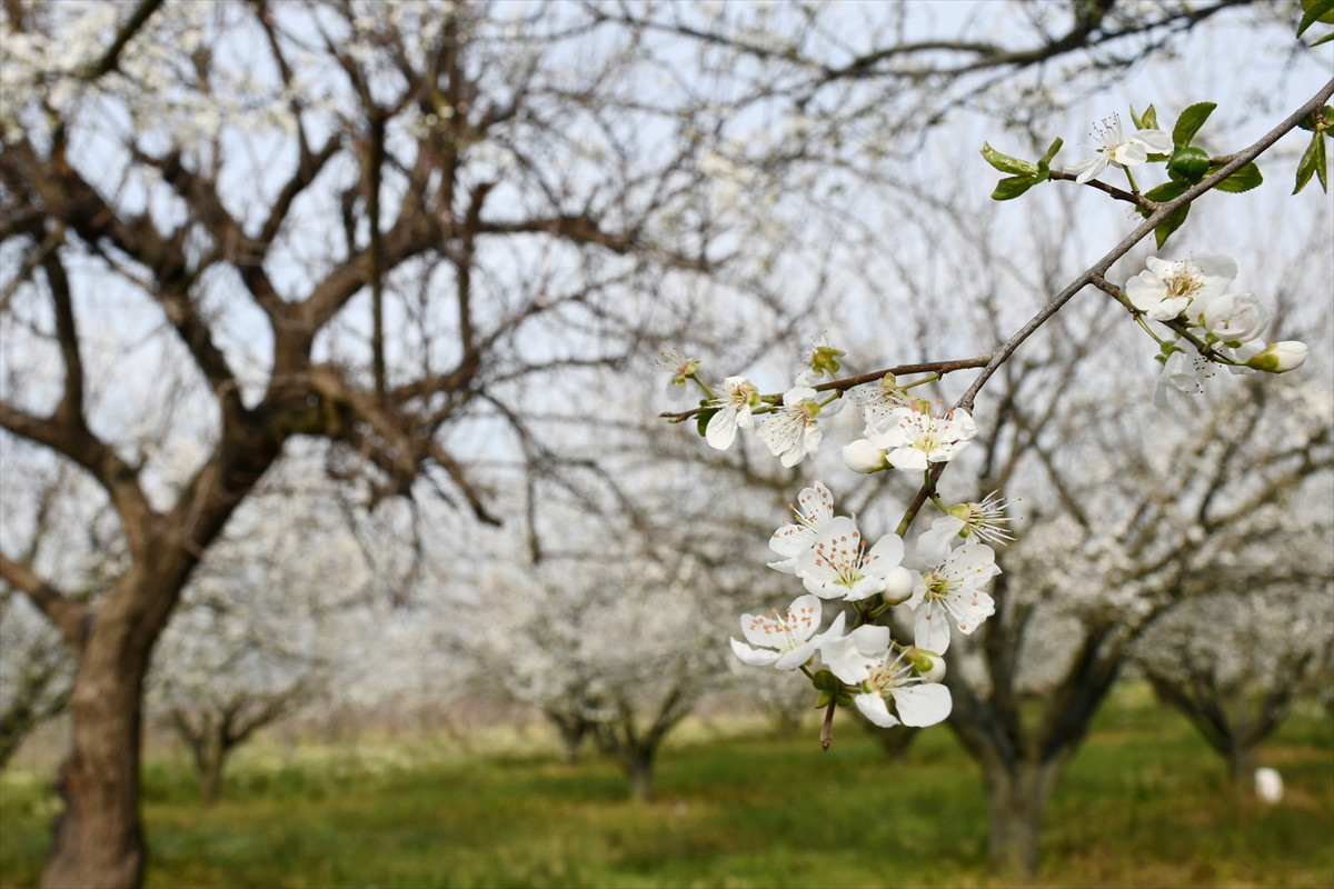 Manisa'da ağaçlar baharı müjdeledi - Resim : 1