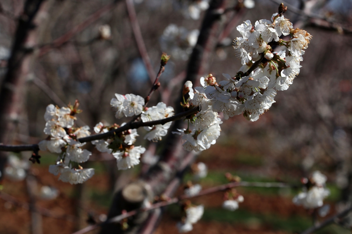 Manisa'da ağaçlar baharı müjdeledi - Resim : 3