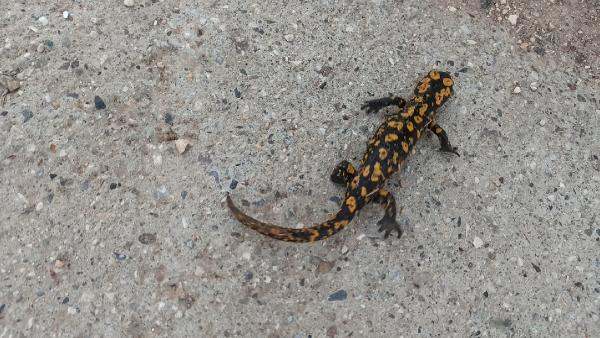 Benekli Anadolu Semenderi Batman'da ortaya çıktı - Resim : 2