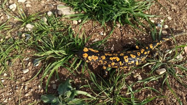 Benekli Anadolu Semenderi Batman'da ortaya çıktı - Resim : 5