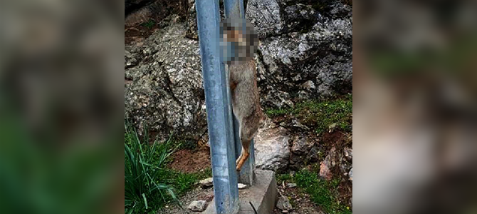 Tilkiyi vurup elektrik direğine astılar - Resim : 2