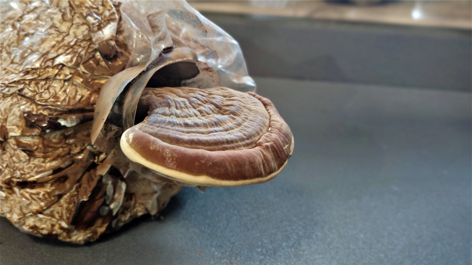 Kursların kapısında kuyruk oluştu. Üreten köşeyi dönüyor - Resim : 2