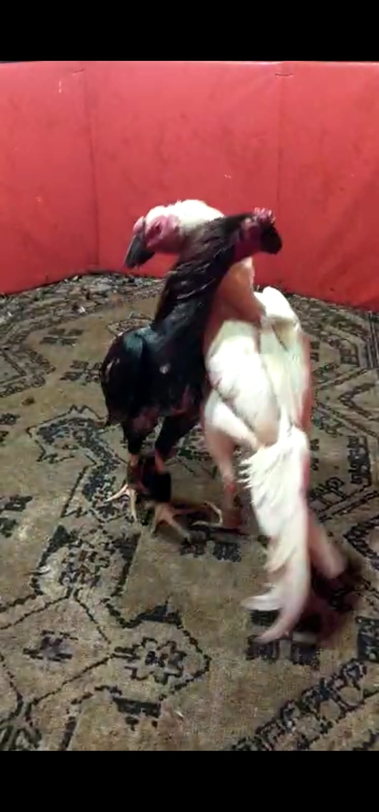 Tekirdağ'da 50 bin liralık bahsi jandarma bastı. Özel platform bile kurmuşlardı - Resim : 3