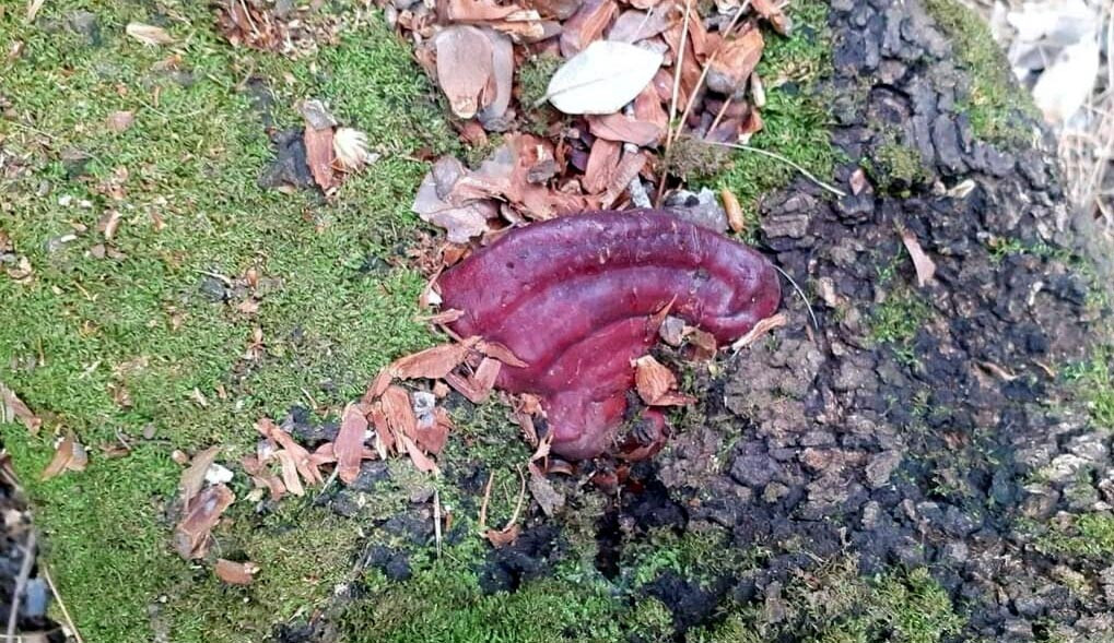 Aydın'da ormanda gezen öğretim görevlisinin ayağına takıldı. Hemen arkadaşlarını çağırdı, değeri çok yüksek - Resim : 2