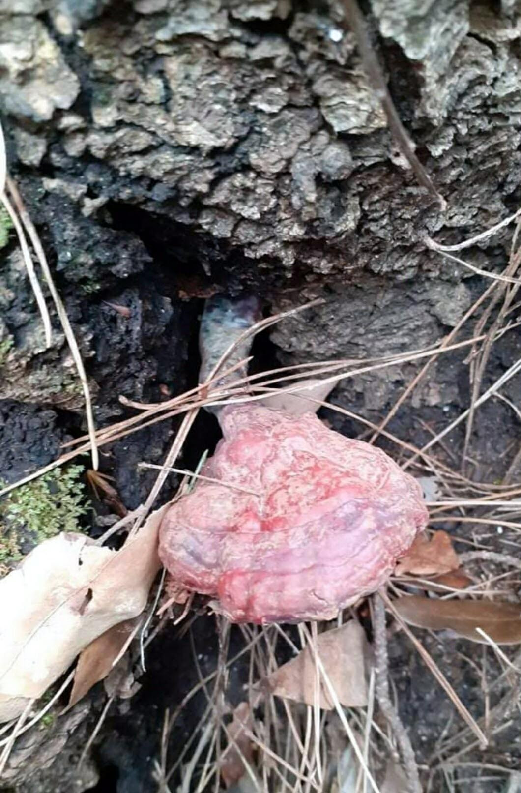 Aydın'da ormanda gezen öğretim görevlisinin ayağına takıldı. Hemen arkadaşlarını çağırdı, değeri çok yüksek - Resim : 3